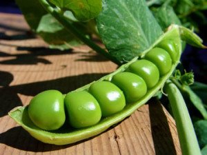 Як посадити горох в городі: види і сорти, правила посадки та догляду, фото