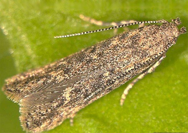 Мінуюча міль: представляємо портрети шкідників