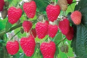 Малина: найпопулярніші сорти з описом і барвистими фотографіями