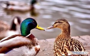 Як відрізнити вигадку від селезня — 5 способів