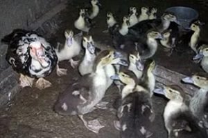 Индоутки — розведення зміст догляд в домашніх умовах