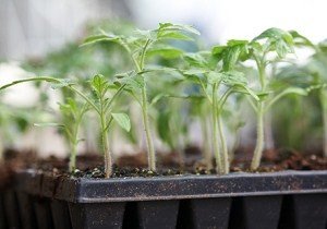 Як поливати розсаду помідор — особливості і частота поливу