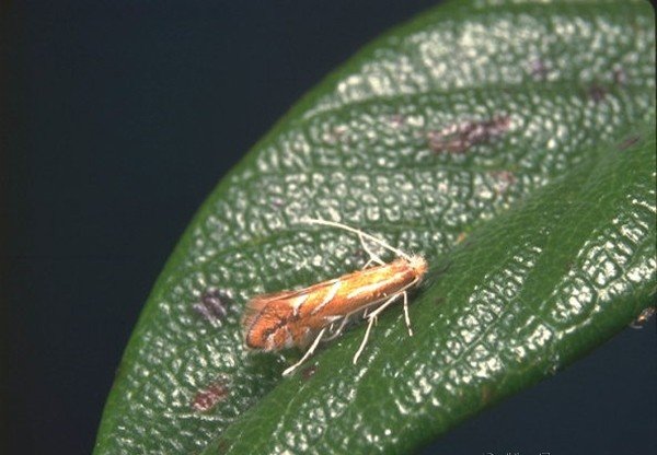 Мінуюча міль: представляємо портрети шкідників