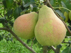 Сорт груші Велеса: опис, правила посадки та догляду