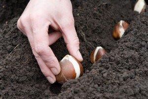 Які багаторічні квіти садять під зиму: правила посадки, особливості вибору та рекомендований догляд