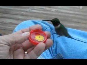 Сонник птах Колібрі села на руку у сні бачити до чого сниться?