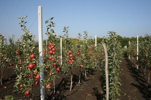 Яблуня Чемпіон: фото та опис високоврожайного сорту