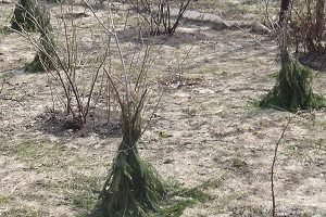 Обробка саду восени від шкідників і хвороб: препарати та порядок робіт