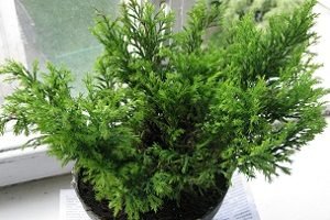 Кипарисовик: правильна посадка і грамотний догляд, огляд популярних видів з описом і фото