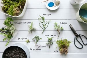 Як виростити бонсай в домашніх умовах: техніки і стилі на відео та фото