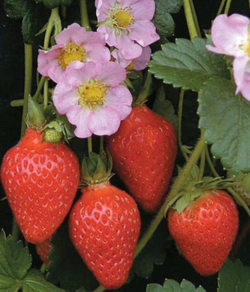 Домашня полуниця: вирощуємо за 10 кроків