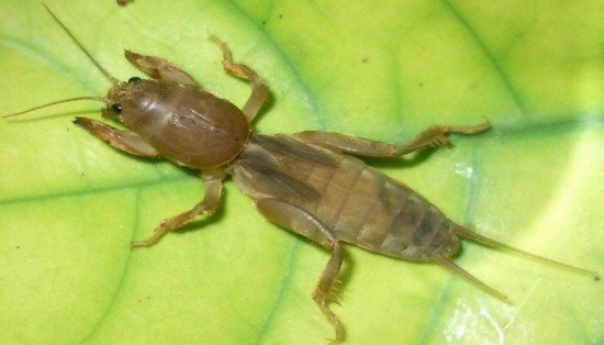 Личинка капустянки: характеристика й особливості розвитку