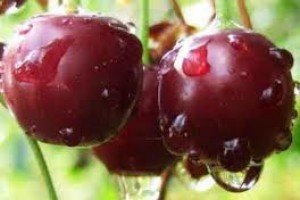 Сорти чорної черешні — Наполеон, Мулатка і Чорний принц