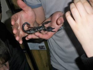 Сонник Скорпіон у сні бачити до чого сниться?