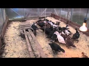 Зміст качок взимку в домашніх умовах: як зберегти відмінну яйценосність і продуктивність птахів в холодну пору року