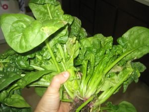 Особливості вирощування шпинату з насіння: підготовка грунту, посадка і догляд за зеленню