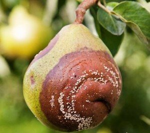 Хвороби груші: опис найбільш поширених захворювань і шкідників