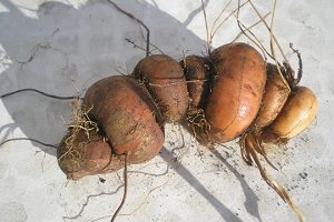 Монтбреция – шафрановий аромат або невизнаний гладіолус