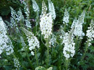 Ніжний квітка Вероніка у вашому саду: різноманітність сортів з описом і барвистими фотографіями