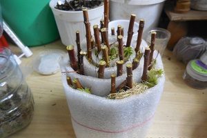 Тамарикс – витончена прикраса