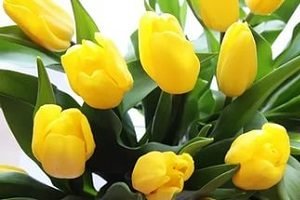 Якого кольору бувають тюльпани: назви й фото сортів від звичного червоного до рідкісного чорного