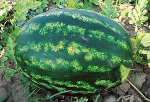 Кавун Пекінська радість і інші сорти середньоранніх і середньостиглих арбузов