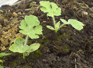 Агротехніка вирощування кавунів в Підмосковї у відкритому грунті