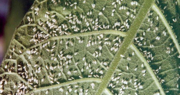 Білокрилка в теплиці: як позбутися шкідника?