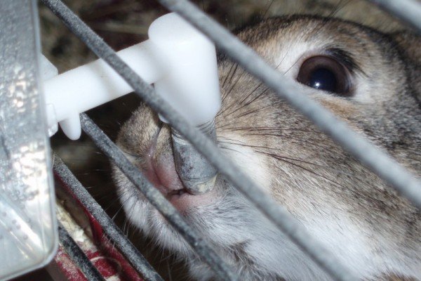 Особливості вирощування кролів мясних порід: інвентар, годування, розмноження і відеоінструкція