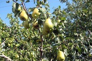 Карликова груша: особливості виведення і характеристики найбільш популярних сортів