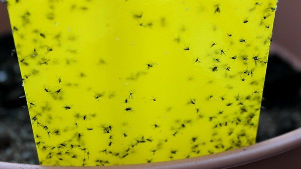 Як боротися з білокрилка на кімнатних рослинах