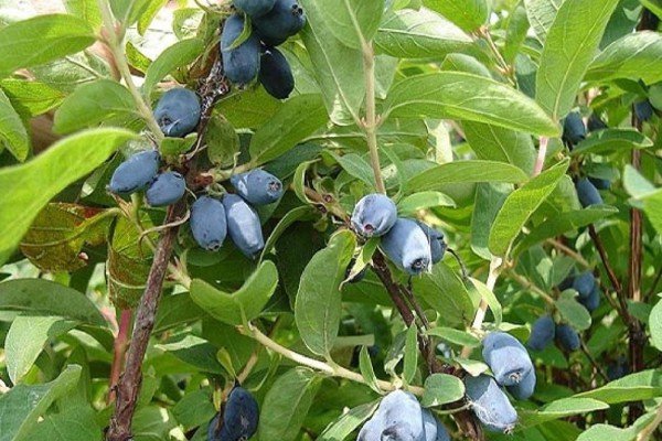 Кращі сорти жимолості — фото з назвою і описом