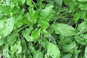 Унікальний щавель — його властивості і способи застосування