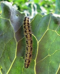 Декоративна капуста: вирощування і догляд