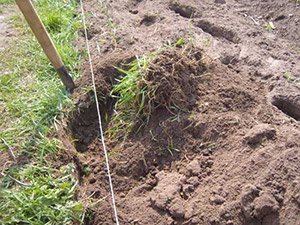 Як позбутися від дротяників на картоплі: методи боротьби, відео поради