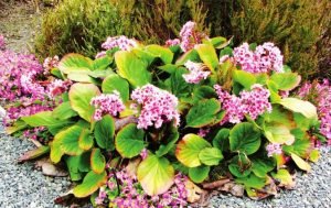 Бадан для прикраси дачної ділянки: посадка і догляд у відкритому грунті