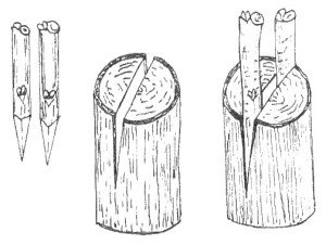 Щеплення груші: підготовка дерева і способи щеплення