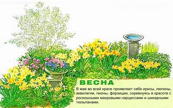 Як створити квітник безперервного цвітіння з багаторічників: схеми, покрокова інструкція, фото і відео