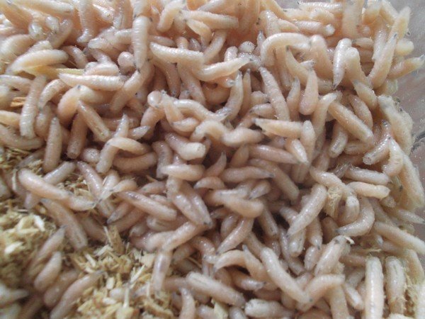 Скільки живуть мухи та інші цікаві факти