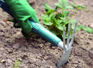 Вирощування дині на дачній ділянці: способи посадки, вибір сорту та догляд за рослиною