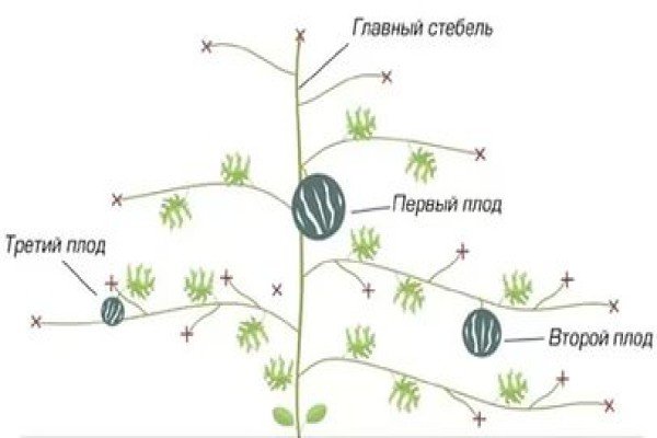 Кращі сорти динь для вирощування на Уралі: огляд, посадка і догляд за баштанними в холодному регіоні