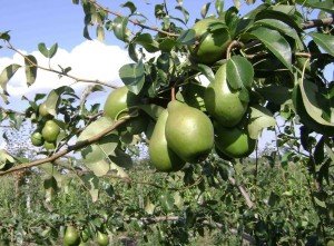 Сорт груші Просто Марія: особливості плодів, посадка і догляд