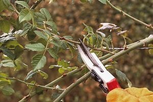 Шипшина: формування і обрізка рослини для одержання багатого врожаю