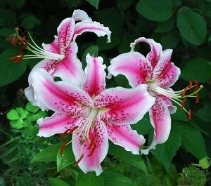 Які багаторічні квіти садять під зиму: правила посадки, особливості вибору та рекомендований догляд