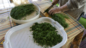 Кріп: користь і шкоду для здоровя, застосування в народній медицині