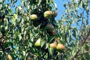 Зимові сорти груш: характеристики та особливості вирощування та зберігання