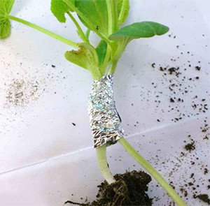 Щеплення кавуна на гарбуз – відео