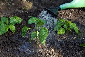 Особливості вирощування та догляду за перцем в теплиці або парнику: покрокове керівництво і відео від фахівця