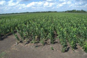 Відмінності вишні та черешні: походження видів та їх особливості