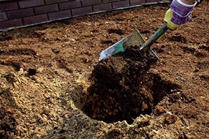 Вирощування абрикоса: правила посадки та догляду за деревами